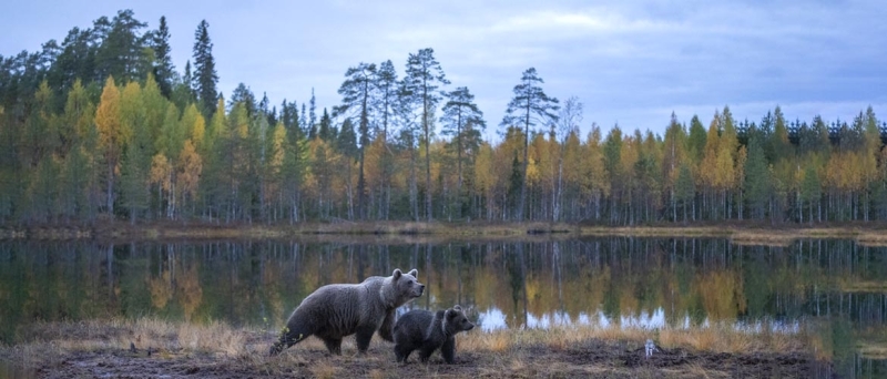 Beren fotografie Wild Brown Bear Bear Centre Finland
