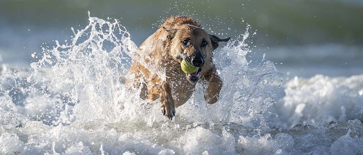 Actiefotografie: Honden & spontane ontmoeting op het strand