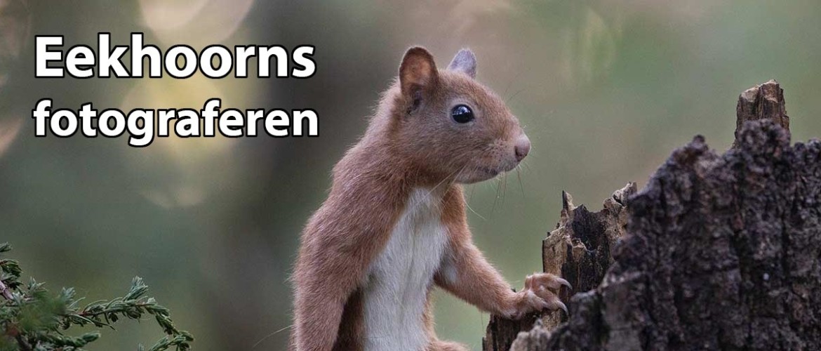 Eekhoorns fotograferen: 43 tips & beste locaties
