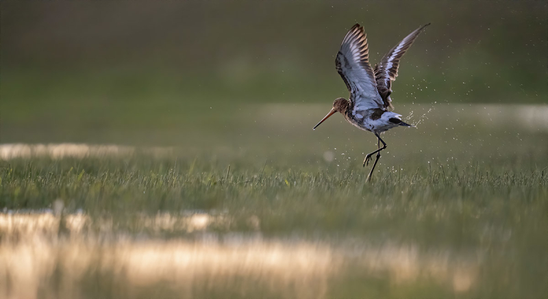 vogelfotografie lens