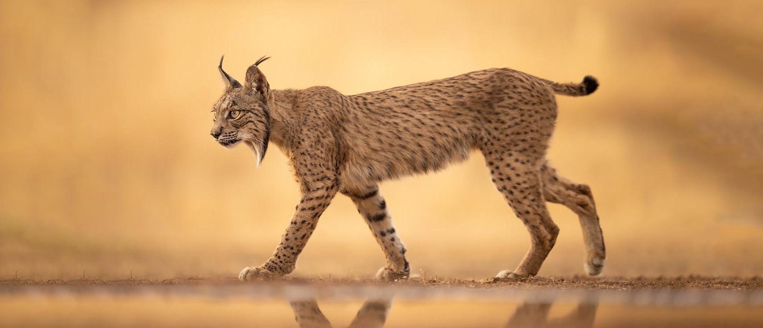 Lynx Spanje (Iberische lynx)