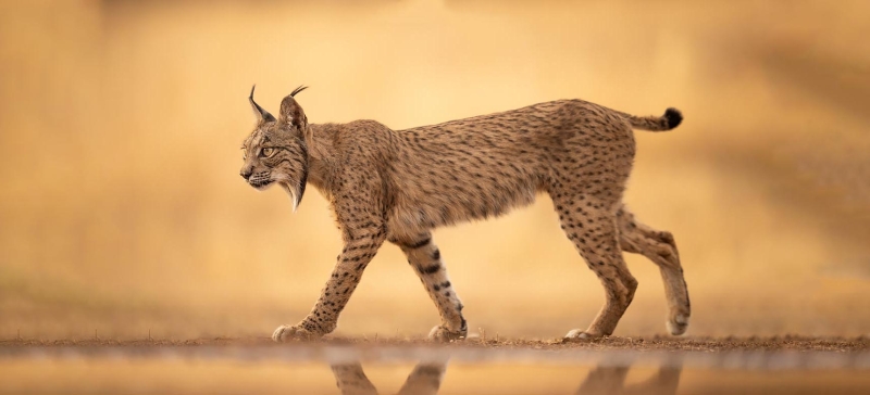 Iberische lynx fotografie spanje