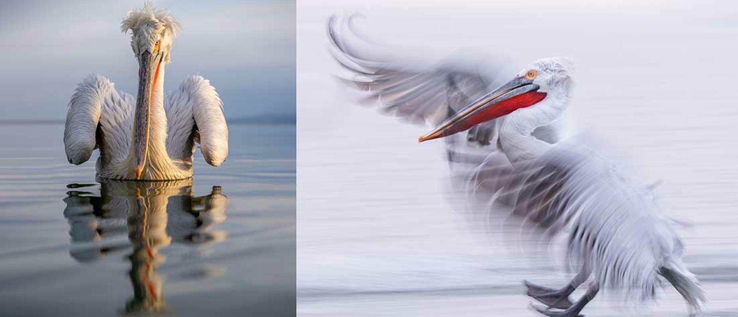 Kroeskoppelikaan Griekenland (Dalmatican pelican)