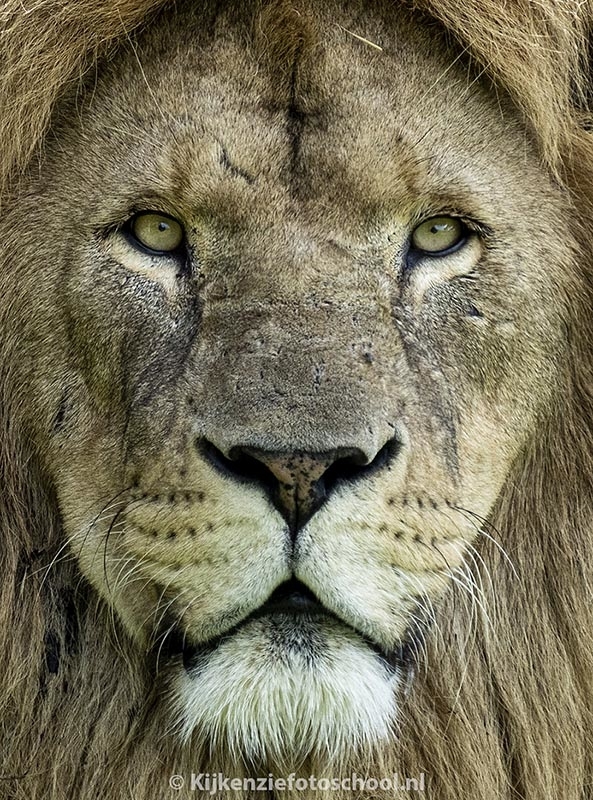 mannetjes-leeuw-portret-closeup