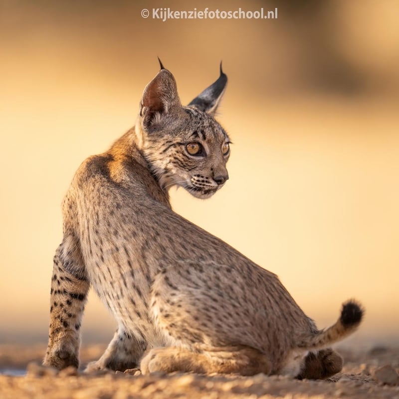 iberische lynx welp spanje