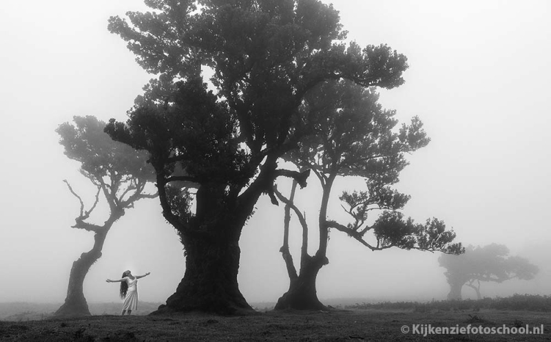 Madeira Fog fanal oude bos mist