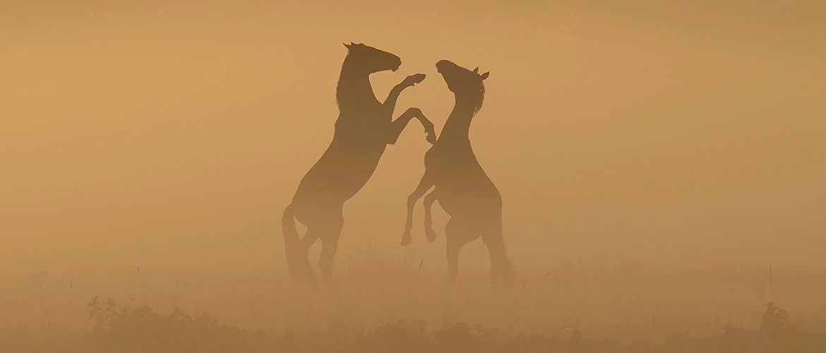 Sfeervolle paardenfotografie bij mist en zonsopkomst (inspiratie)