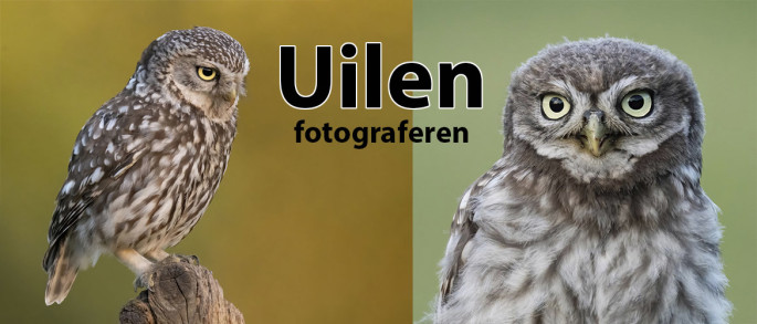 Uilen Fotograferen: 60 Tips | Soorten in Nederland