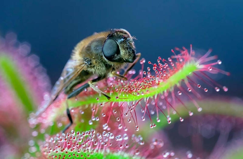 Macro foto's insecten beginners Hoe fotografeer je insecten