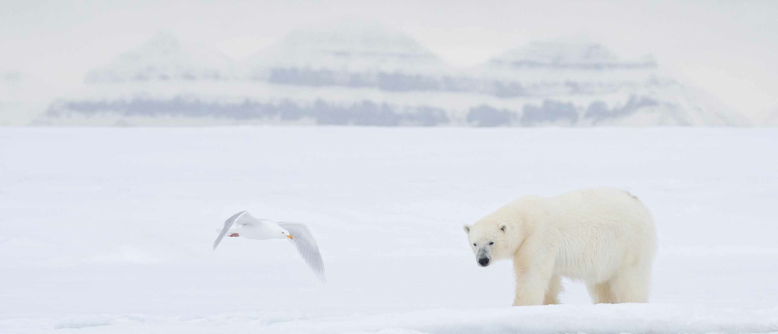 Spitsbergen in Winter: Beste wildlife en landschapsfoto's