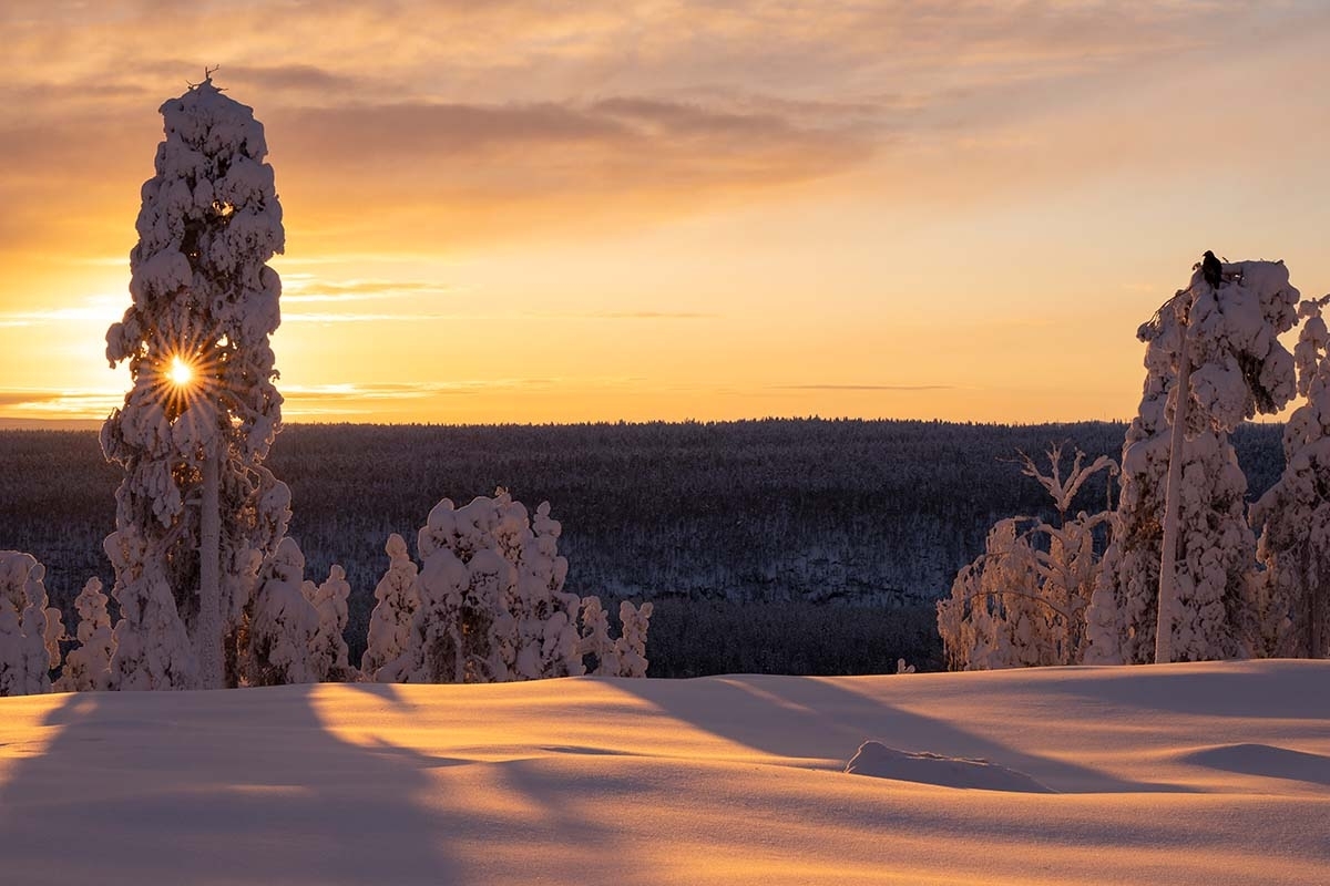 steenarend finland winter sneeuw