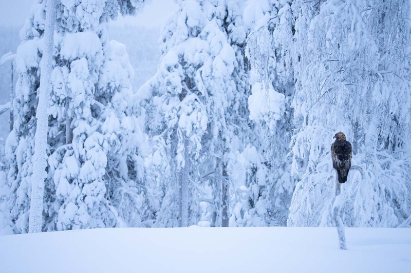 steenarend finland winter sneeuw
