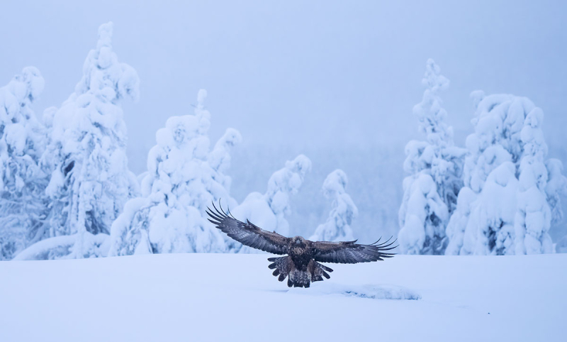 steenarend finland winter sneeuw