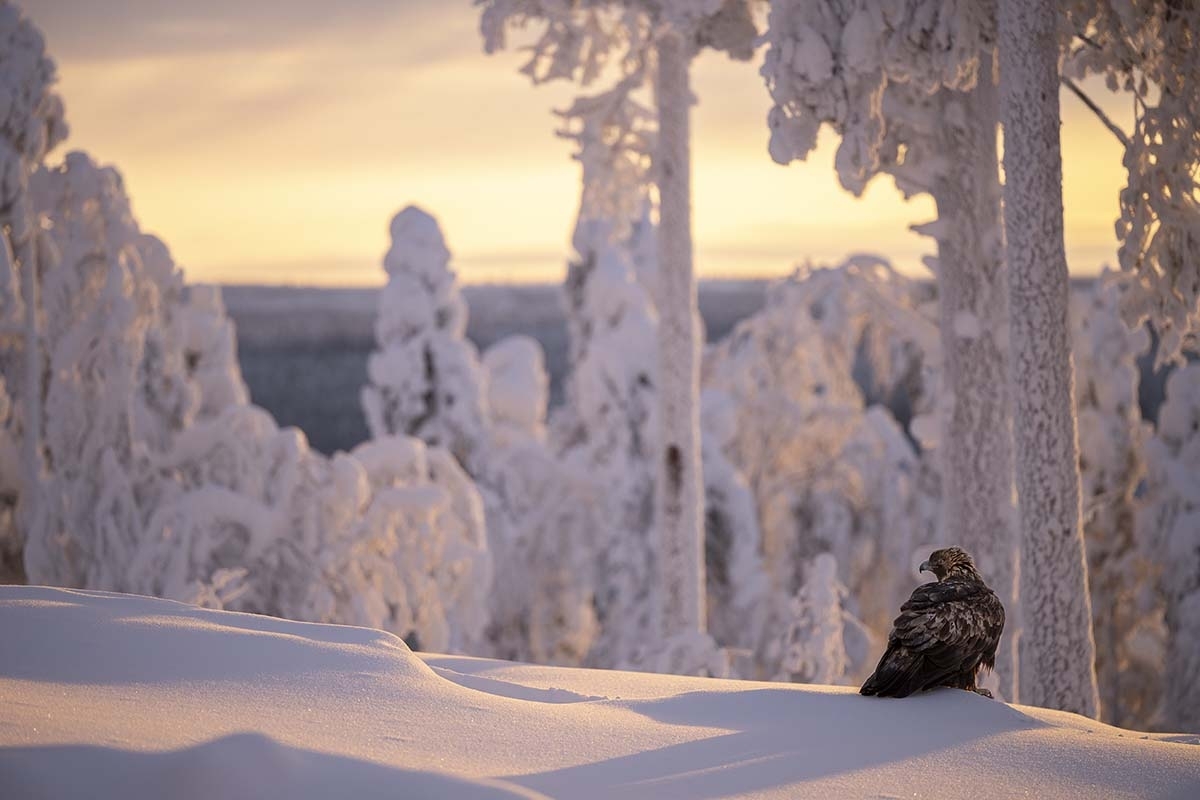 steenarend finland winter sneeuw