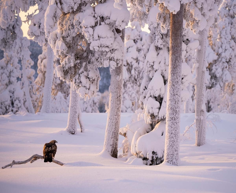 steenarend finland winter sneeuw