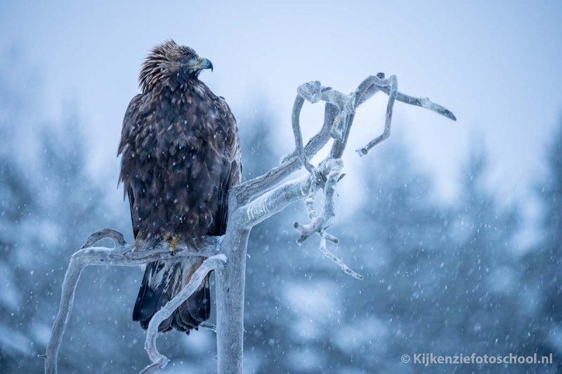 steenaren sneeuw golden eagle