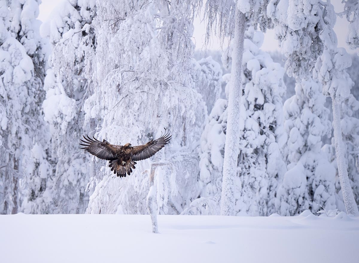 steenarend golden eagle