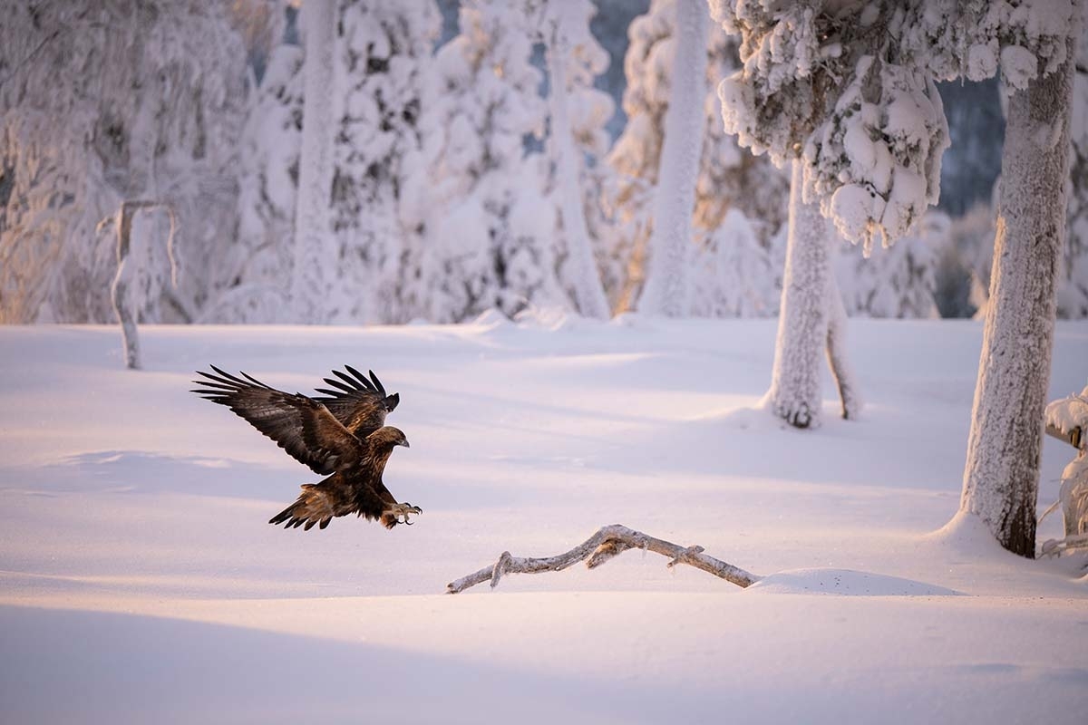 steenarend golden eagle