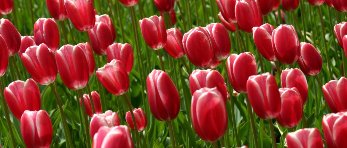 Tulpen fotograferen: 41 Tips en beste plaatsen