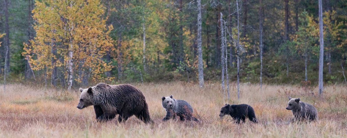 Finland: beren in de herfst