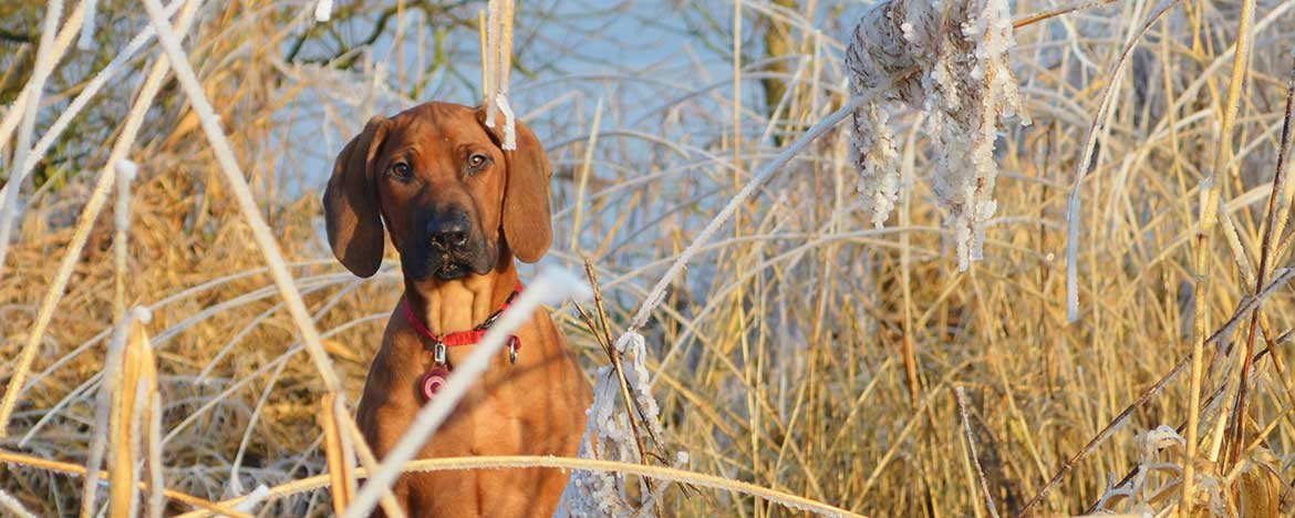 Hondenfotografie: inspirerende resultaten van onervaren cursisten