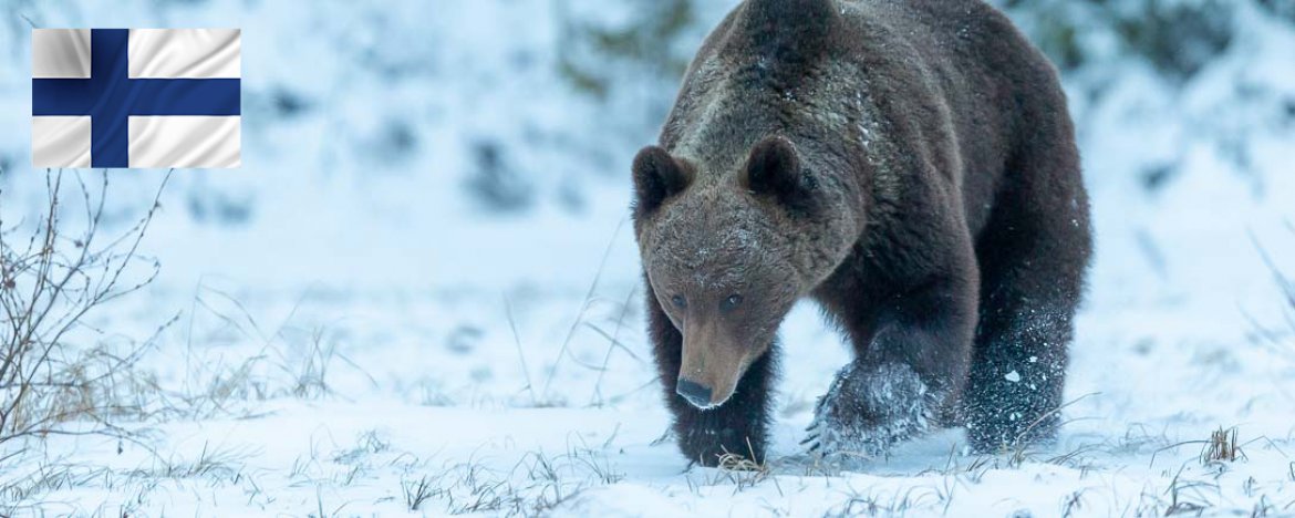 Finland: beren in de sneeuw