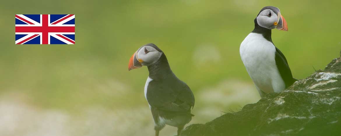 Papegaaiduikers fotograferen op de Farne Islands: 25+ Tips