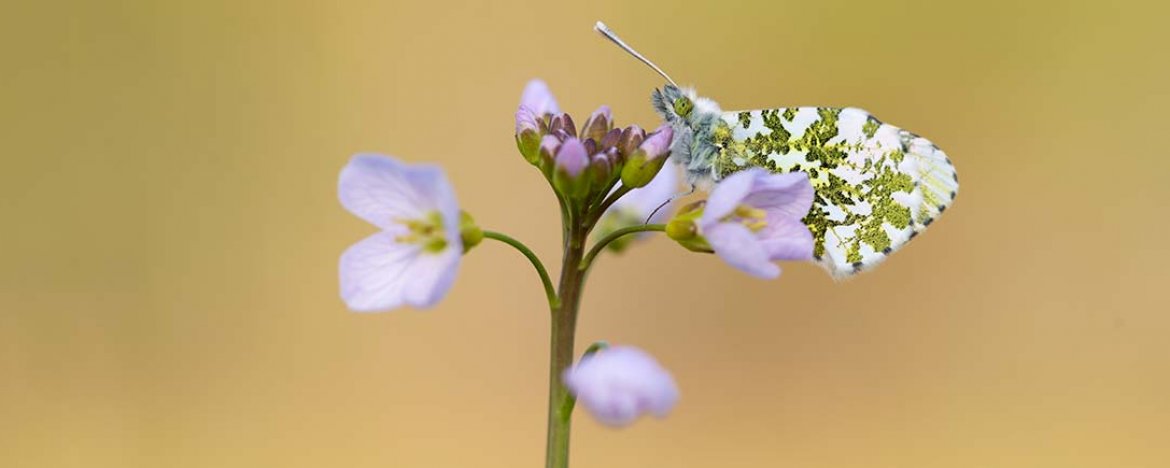 Vlinders fotograferen: 50 tips