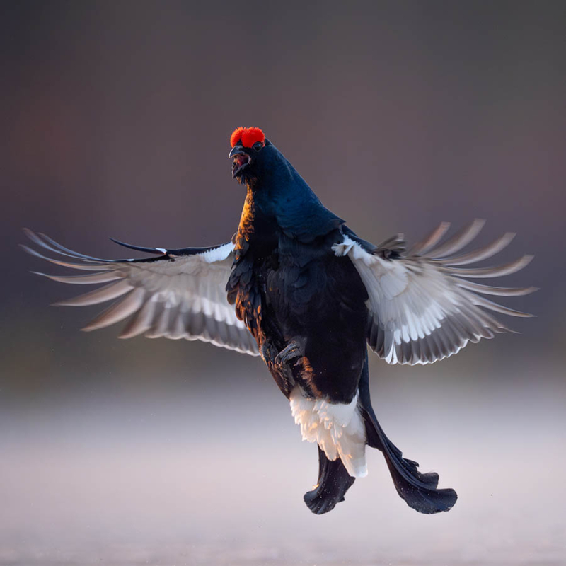 Beste lens vogelfotografie