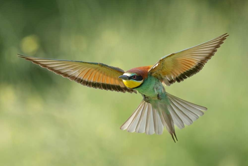 Canon R6 III actie sport wildlife vogel fotografie