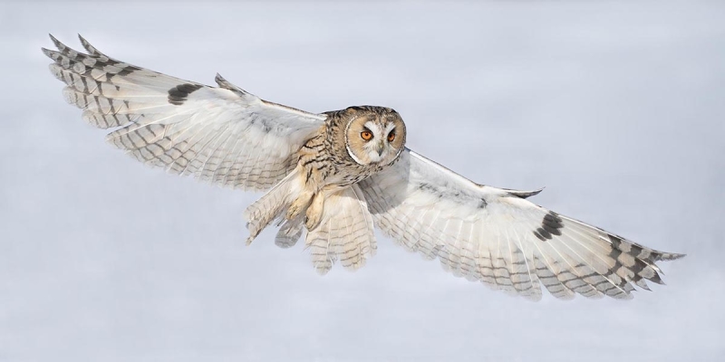 ransuil lucht vlucht