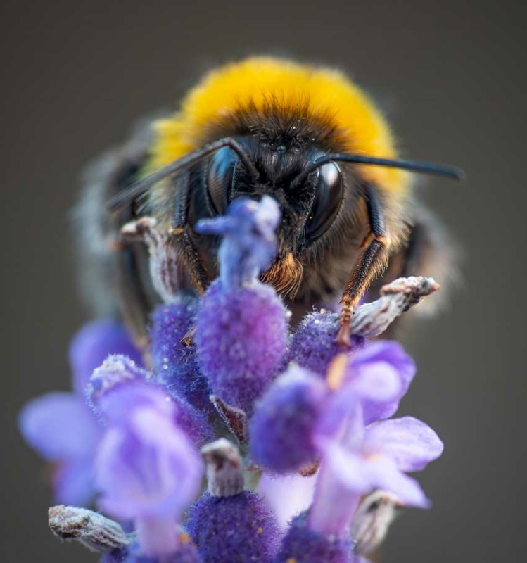 Sony RX10 V Macro closeup insecten