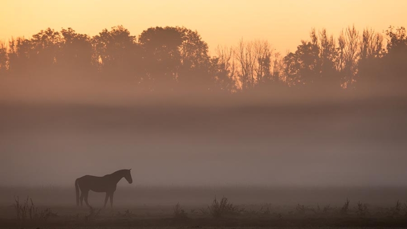 Sony RX10 V instellingen voor dierenfotografie