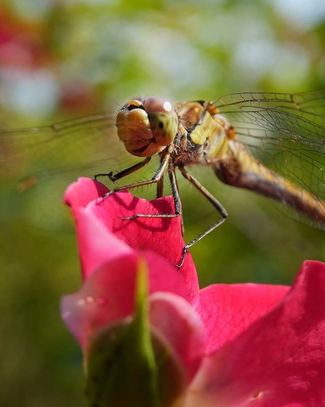 Sony RX10 V macro closeup foto insect libelle
