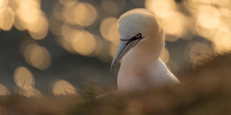 vogel met bokeh Scherptediepte vogel