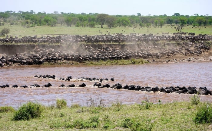 Great Migration Serengeti