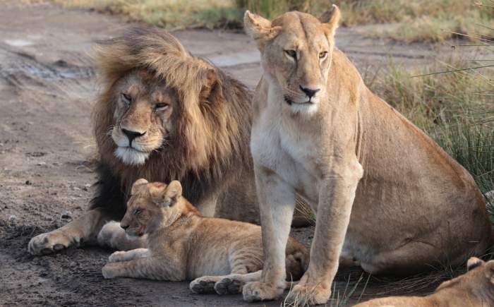 Tanzania Serengeti Lobo Safari