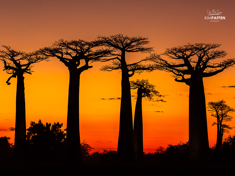 Sunset Photography Avenue of the Baobabs Madagascar
