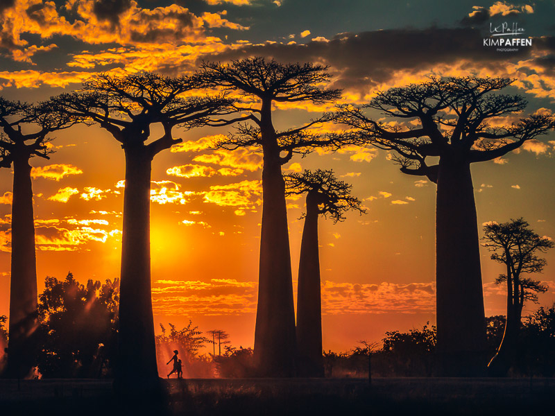 Golden Hour Avenue of Baobabs: Mother of the Forest