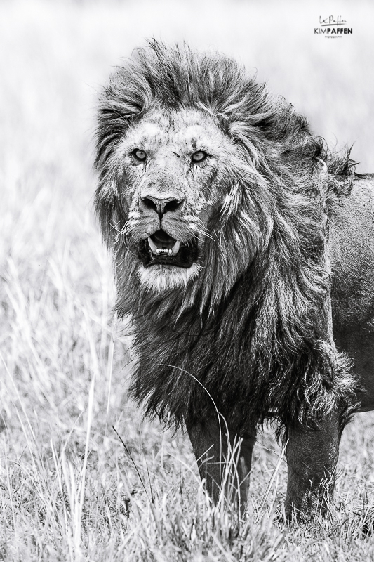 wildlife photography in Kenya: lion