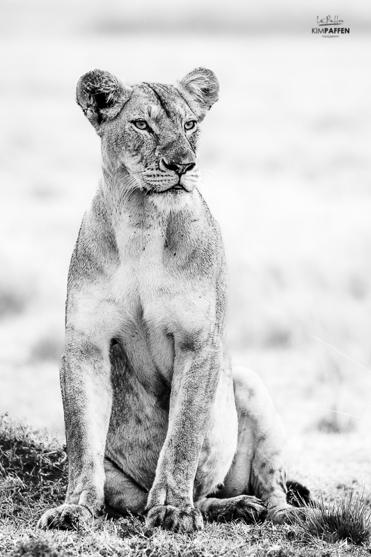wildlife photography in Kenya: lioness