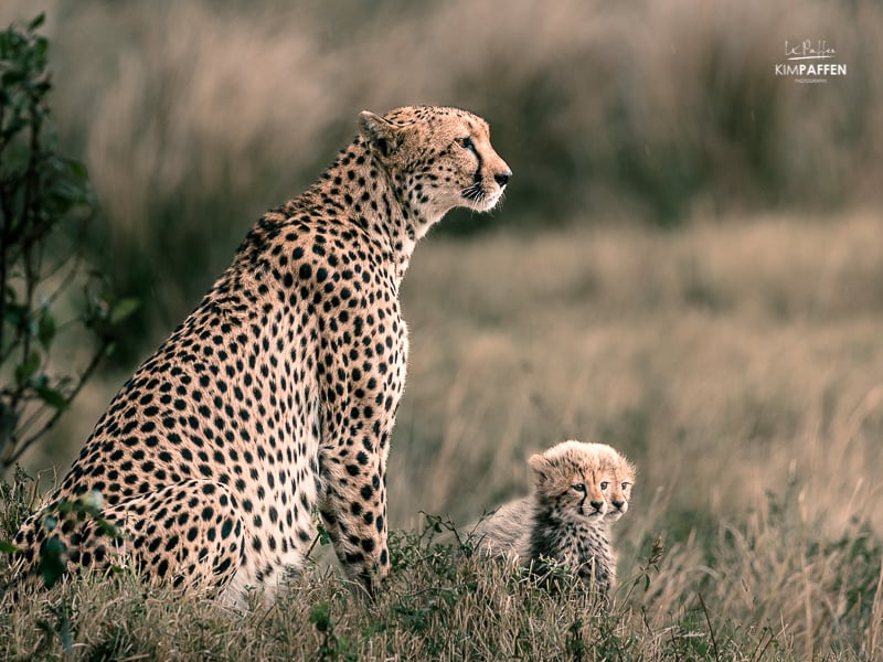 Wildlife Photography Masai Mara: Cheetah Cubs
