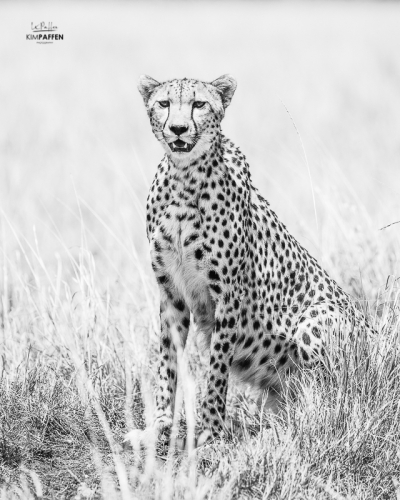 Cheetah photography in Maasai Mara