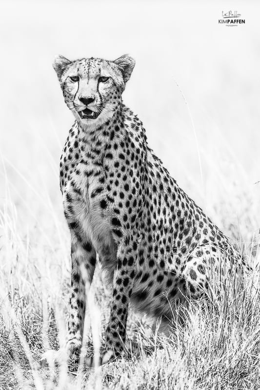Wildlife Photography in Kenya: cheetah