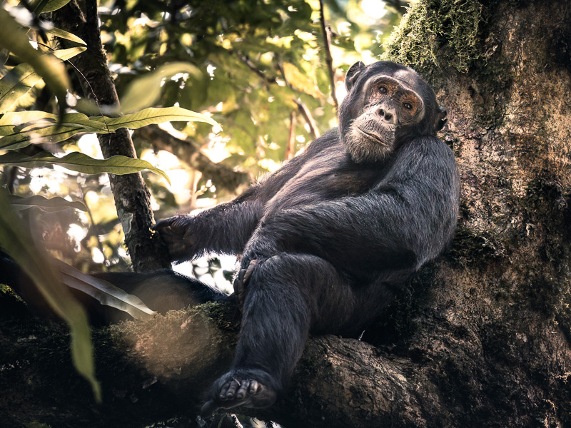 Great Ape or Chimp sitting in a tree looking in the camera captured by Kim Paffen Wildlife Photographer
