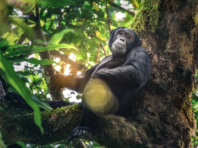 Wildlife Photography: Chimpanzee Kibale Uganda