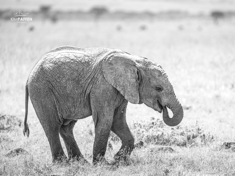 Wildlife Photography Kenya: Elephant