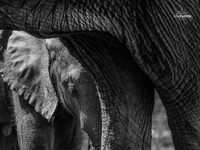 Wildlife Photography Zambia: Baby Elephant
