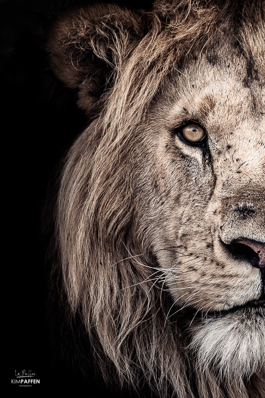Fine Art Lion portrait by Kim Paffen