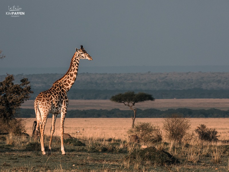 Golden Hour Photography Masai Mara: Giraffe
